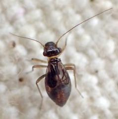 Propsocus pulchripennis
