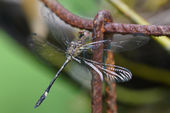 Micrathyria catenata