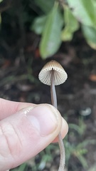 Mycena leptocephala