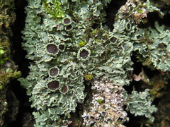 Physcia atrostriata