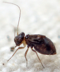 Propsocus pulchripennis