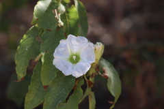 Ipomoea intrapilosa