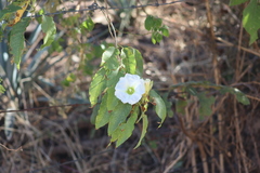 Ipomoea intrapilosa