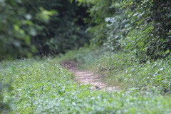 Cyanocompsa parellina