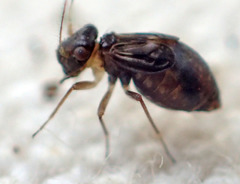 Propsocus pulchripennis