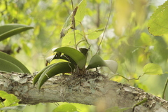Trichocentrum natalieae