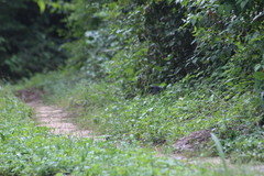 Cyanocompsa parellina