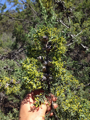 Cupressus sargentii