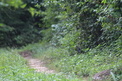 Cyanocompsa parellina