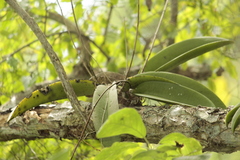 Trichocentrum natalieae
