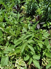 Solanum brevicaule