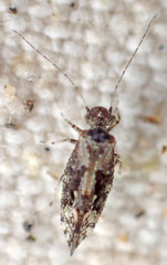 Myopsocus
