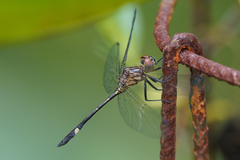 Micrathyria catenata