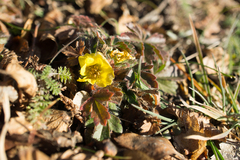 Potentilla humifusa
