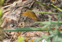 Pharneuptychia phares