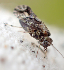 Myopsocus