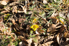 Potentilla humifusa
