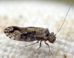 Myopsocus