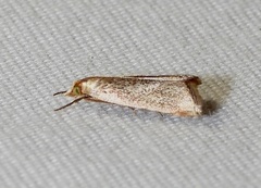 Argyria gonogramma