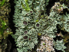 Physcia atrostriata