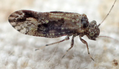 Myopsocus