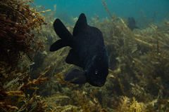 Parma alboscapularis