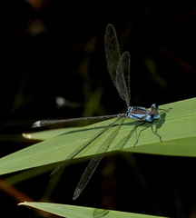 Lestes apollinaris