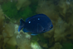 Chromis dispila