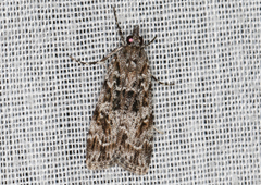 Scoparia syntaracta