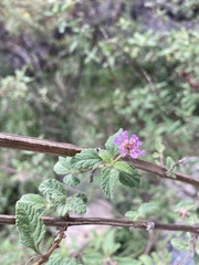 Lantana fucata