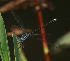 Lestes apollinaris