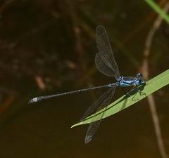 Lestes apollinaris