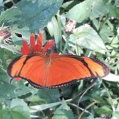 Dryas iulia alcionea