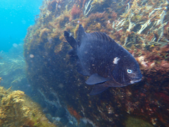 Parma alboscapularis