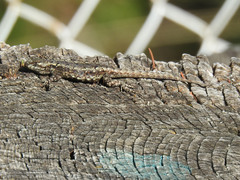 Sceloporus palaciosi
