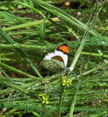 Anthocharis sara sara