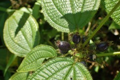 Miconia crenata