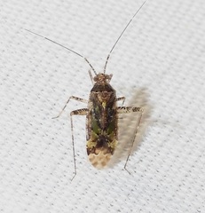Phytocoris eximius