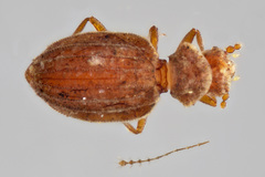 Dasycerus carolinensis