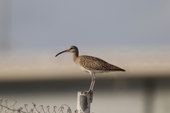 Numenius phaeopus