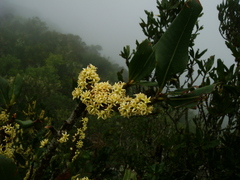 Pleiomeris canariensis image