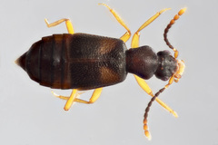 Lesteva pallipes