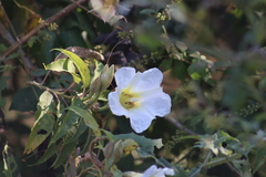 Ipomoea murucoides