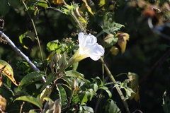 Ipomoea murucoides