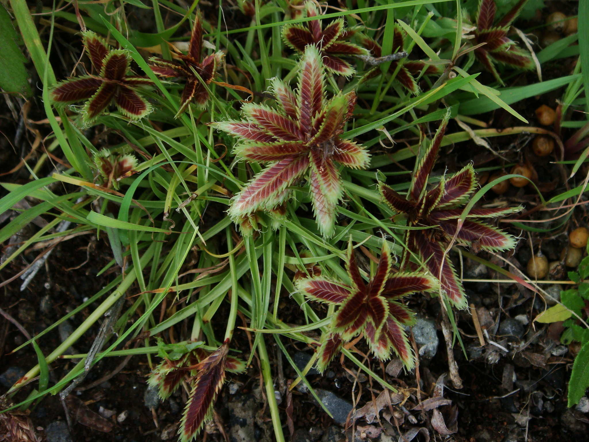 (c) Christian Berg, certains droits réservés (CC BY) https://www.inaturalist.org/observations/103771649