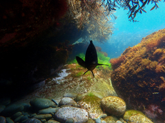 Parma alboscapularis