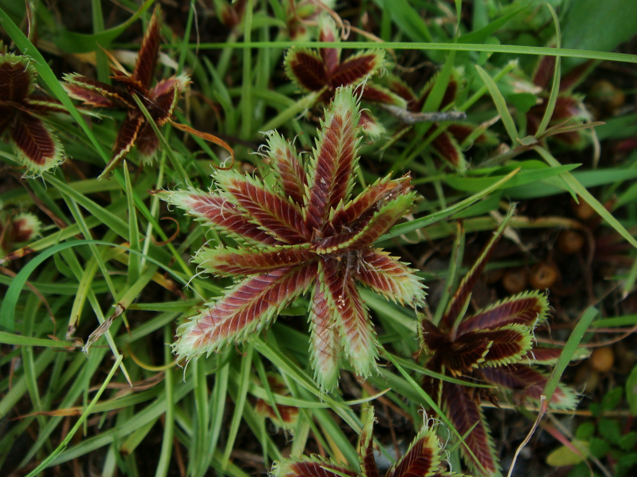 (c) Christian Berg, certains droits réservés (CC BY) https://www.inaturalist.org/observations/103771649