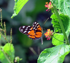 Heliconius ismenius
