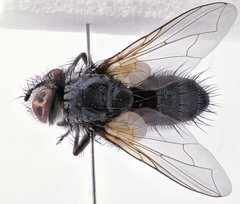 Eulabidogaster setifacies