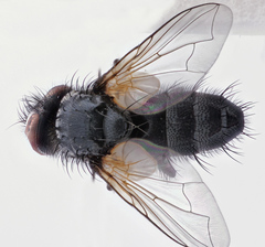 Eulabidogaster setifacies
